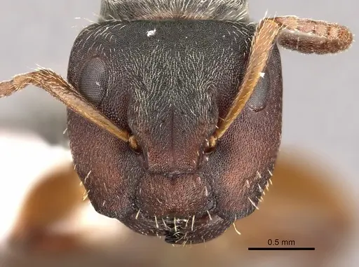 Camponotus mucronatus specimen CASENT0280144 image casent0280144_2