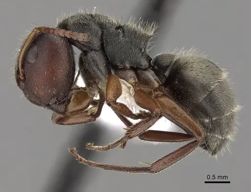 Camponotus mucronatus specimen CASENT0280144 image casent0280144_3