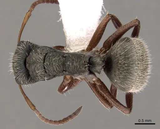 Camponotus mucronatus specimen CASENT0280145 image casent0280145_1