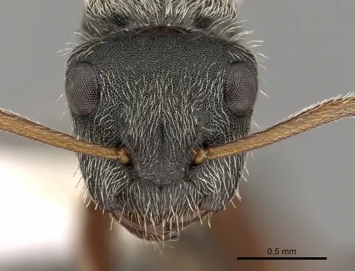 Camponotus mucronatus specimen CASENT0280145 image casent0280145_2