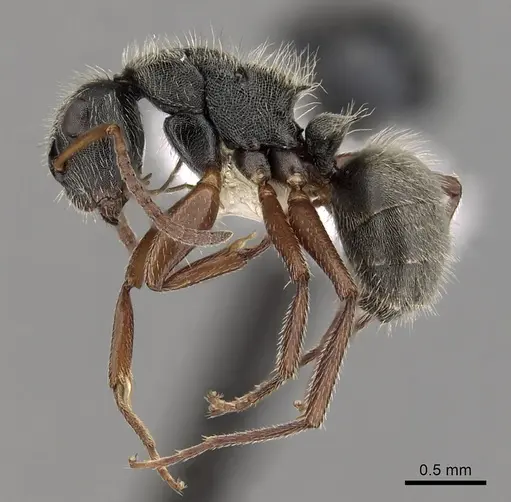 Camponotus mucronatus specimen CASENT0280145 image casent0280145_3