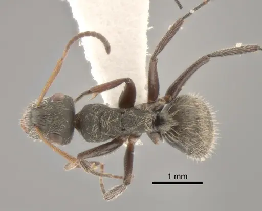 Camponotus mucronatus specimen CASENT0843568 image casent0843568_1
