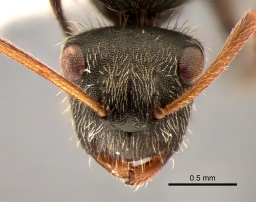 Camponotus mucronatus specimen CASENT0843568 image casent0843568_2
