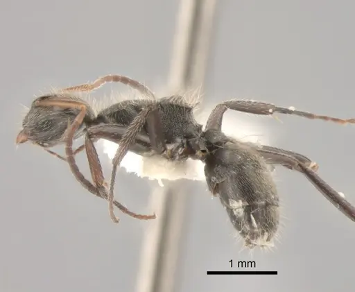 Camponotus mucronatus specimen CASENT0843568 image casent0843568_3