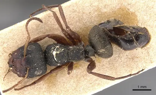 Camponotus mucronatus specimen CASENT0905529 image casent0905529_1
