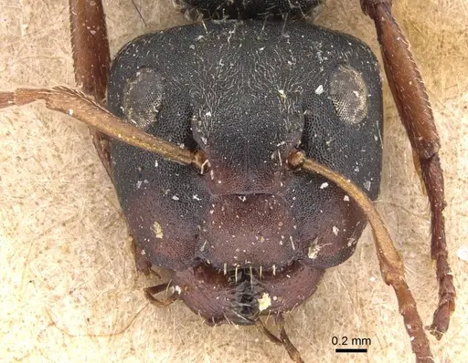 Camponotus mucronatus specimen CASENT0905529 image casent0905529_2