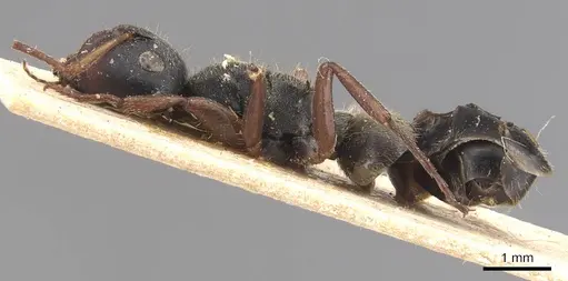 Camponotus mucronatus specimen CASENT0905529 image casent0905529_3