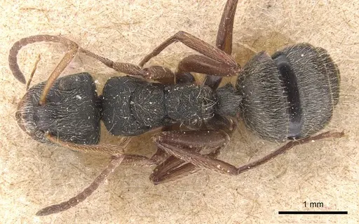 Camponotus mucronatus specimen CASENT0905530 image casent0905530_1