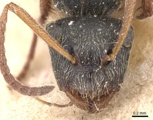 Camponotus mucronatus specimen CASENT0905530 image casent0905530_2