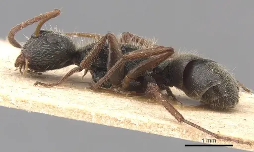Camponotus mucronatus specimen CASENT0905530 image casent0905530_3