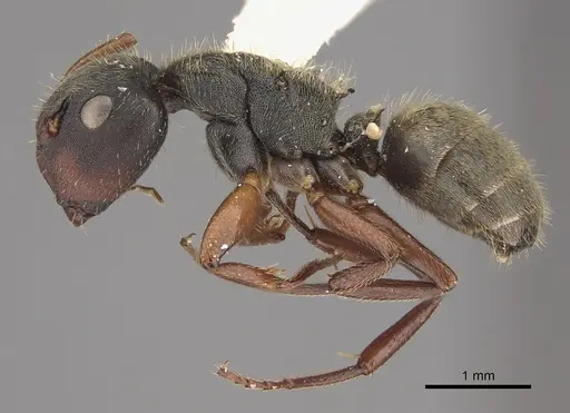 Camponotus mucronatus specimen CASENT0923543 image casent0923543_1