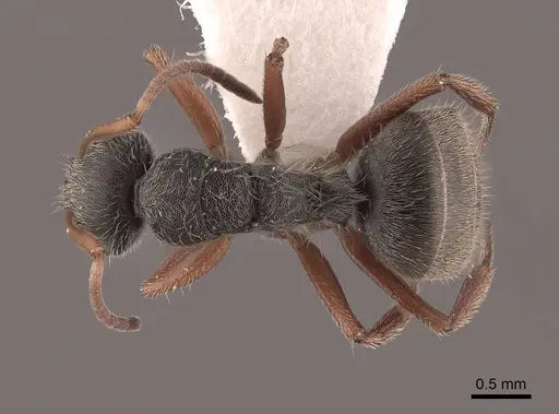 Camponotus mucronatus specimen FMNHINS0000045819 image fmnhins0000045819_1