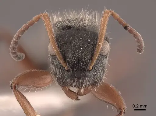 Camponotus mucronatus specimen FMNHINS0000045819 image fmnhins0000045819_2