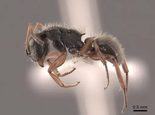 Camponotus mucronatus specimen FMNHINS0000045819 image fmnhins0000045819_3