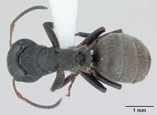 Camponotus mucronatus specimen INBIOCRI002281066 image inbiocri002281066_1