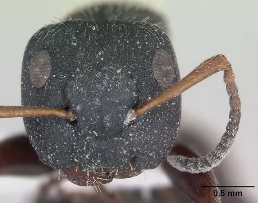 Camponotus mucronatus specimen INBIOCRI002281066 image inbiocri002281066_2