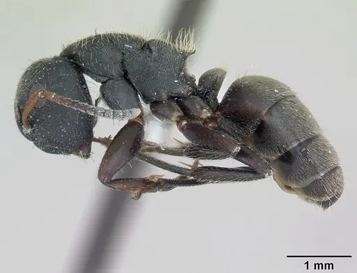 Camponotus mucronatus specimen INBIOCRI002281066 image inbiocri002281066_3