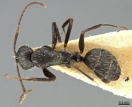 Camponotus mus specimen ANTWEB1041557 image antweb1041557_1