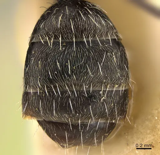 Camponotus mus specimen ANTWEB1041557 image antweb1041557_2