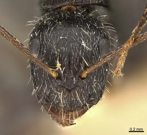 Camponotus mus specimen ANTWEB1041557 image antweb1041557_3