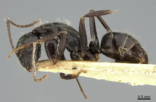 Camponotus mus specimen ANTWEB1041557 image antweb1041557_4