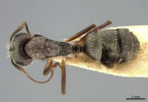 Camponotus mus specimen ANTWEB1041558 image antweb1041558_1