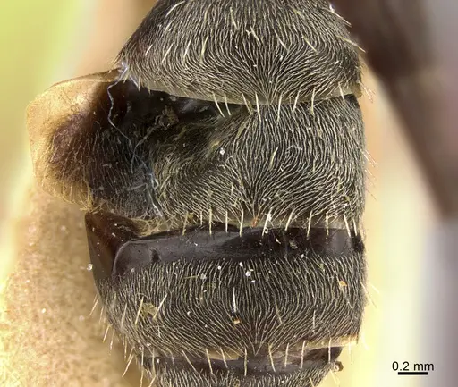 Camponotus mus specimen ANTWEB1041558 image antweb1041558_2