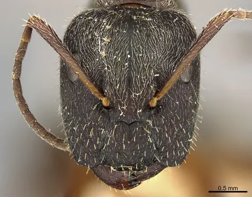 Camponotus mus specimen ANTWEB1041558 image antweb1041558_3
