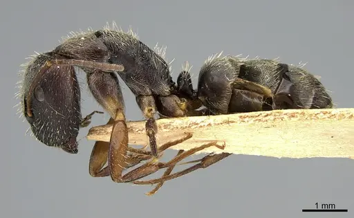 Camponotus mus specimen ANTWEB1041558 image antweb1041558_4