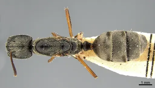 Camponotus mus specimen ANTWEB1041559 image antweb1041559_1