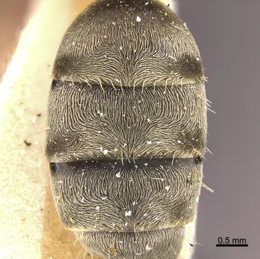 Camponotus mus specimen ANTWEB1041559 image antweb1041559_2