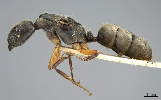 Camponotus mus specimen ANTWEB1041559 image antweb1041559_4