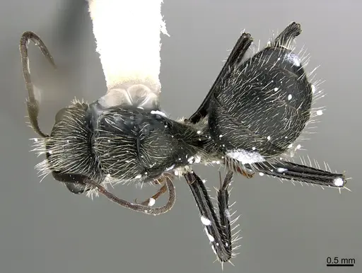 Camponotus mus specimen ANTWEB1041560 image antweb1041560_1