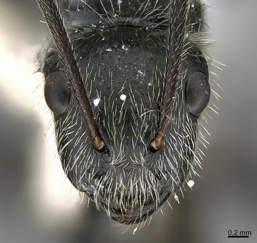 Camponotus mus specimen ANTWEB1041560 image antweb1041560_3
