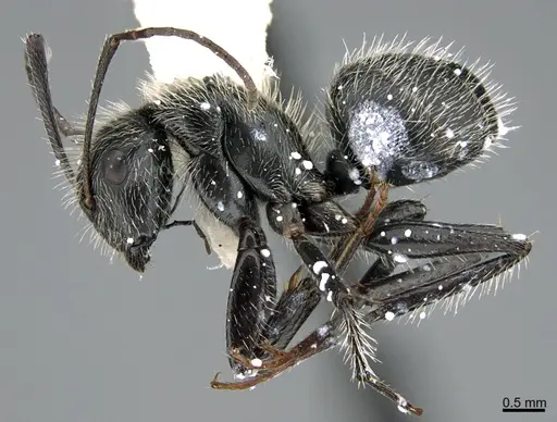 Camponotus mus specimen ANTWEB1041560 image antweb1041560_5