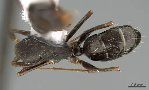Camponotus mus specimen ANTWEB1041561 image antweb1041561_1