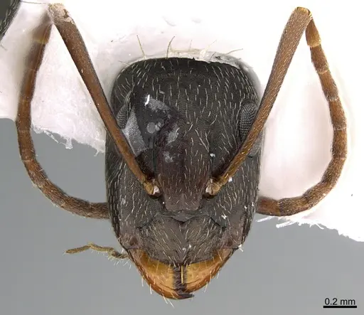 Camponotus mus specimen ANTWEB1041561 image antweb1041561_2