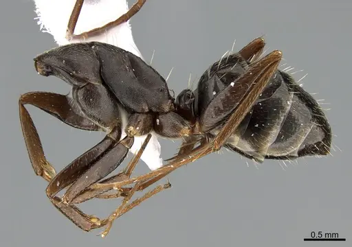 Camponotus mus specimen ANTWEB1041561 image antweb1041561_3