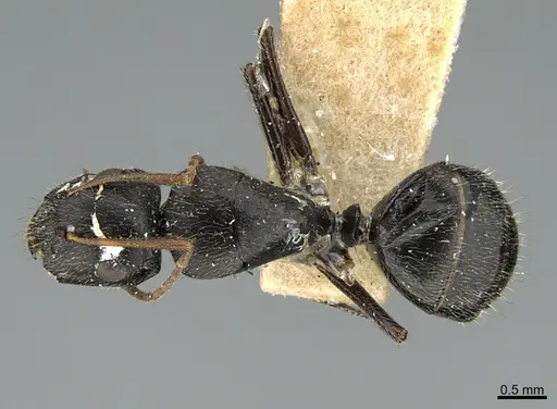 Camponotus mus specimen ANTWEB1041565 image antweb1041565_1