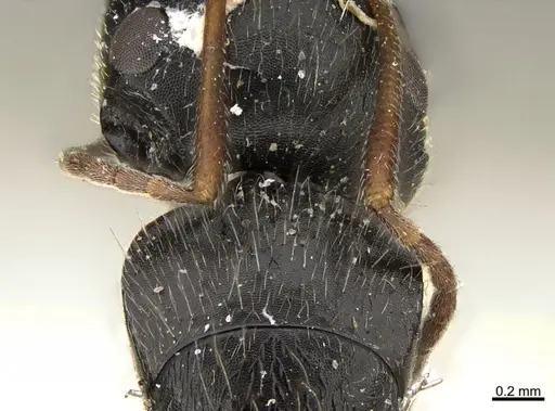 Camponotus mus specimen ANTWEB1041565 image antweb1041565_2