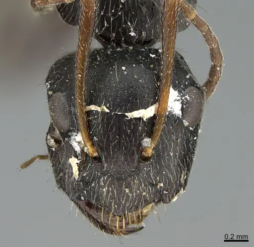Camponotus mus specimen ANTWEB1041565 image antweb1041565_3
