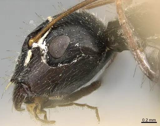 Camponotus mus specimen ANTWEB1041565 image antweb1041565_4