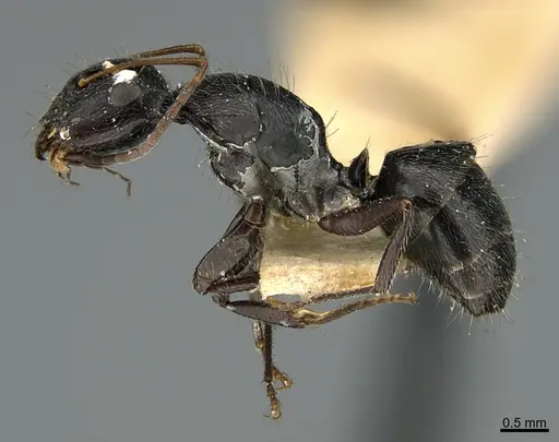 Camponotus mus specimen ANTWEB1041565 image antweb1041565_5