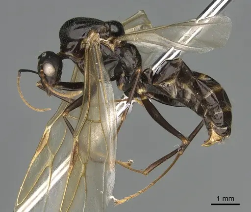 Camponotus mus specimen CASENT0007584 image casent0007584_1