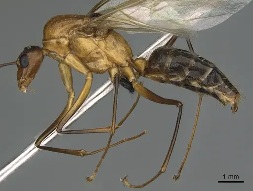 Camponotus mus specimen CASENT0055465 image casent0055465_1