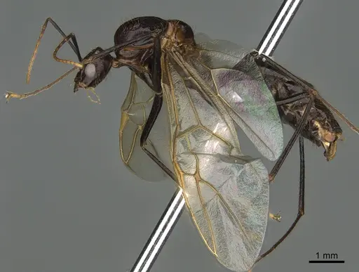 Camponotus mus specimen CASENT0065733 image casent0065733_1