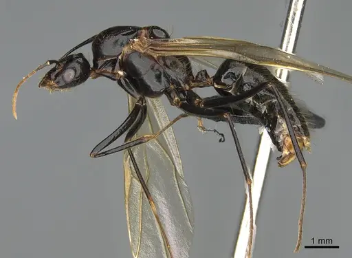 Camponotus mus specimen CASENT0065865 image casent0065865_1
