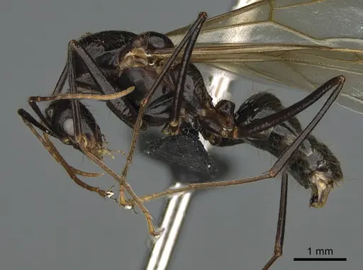 Camponotus mus specimen CASENT0065939 image casent0065939_1