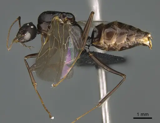 Camponotus mus specimen CASENT0085010 image casent0085010_1