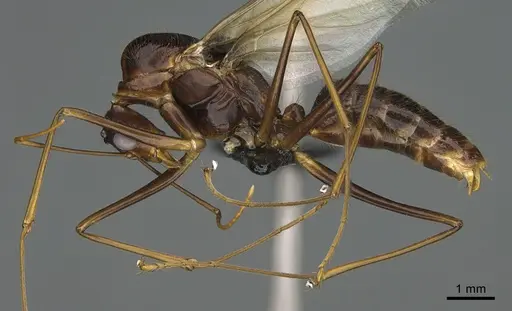Camponotus mus specimen CASENT0097148 image casent0097148_1